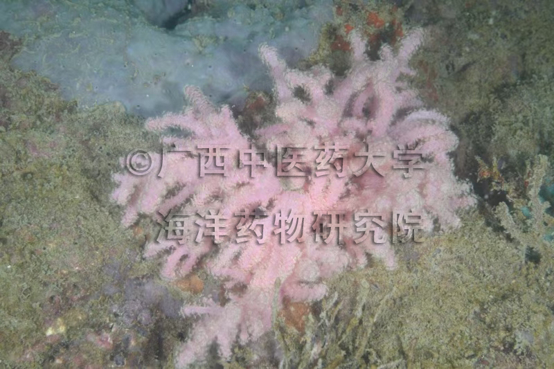 Chironephthya sirindhornae Imahara, Chavanich, Viyakarn, Kushida, Reimer & Fujita, 2020