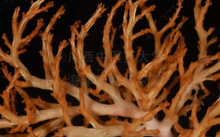 灿烂掌管软珊瑚Chironephthya splendens (Kükenthal, 1906)