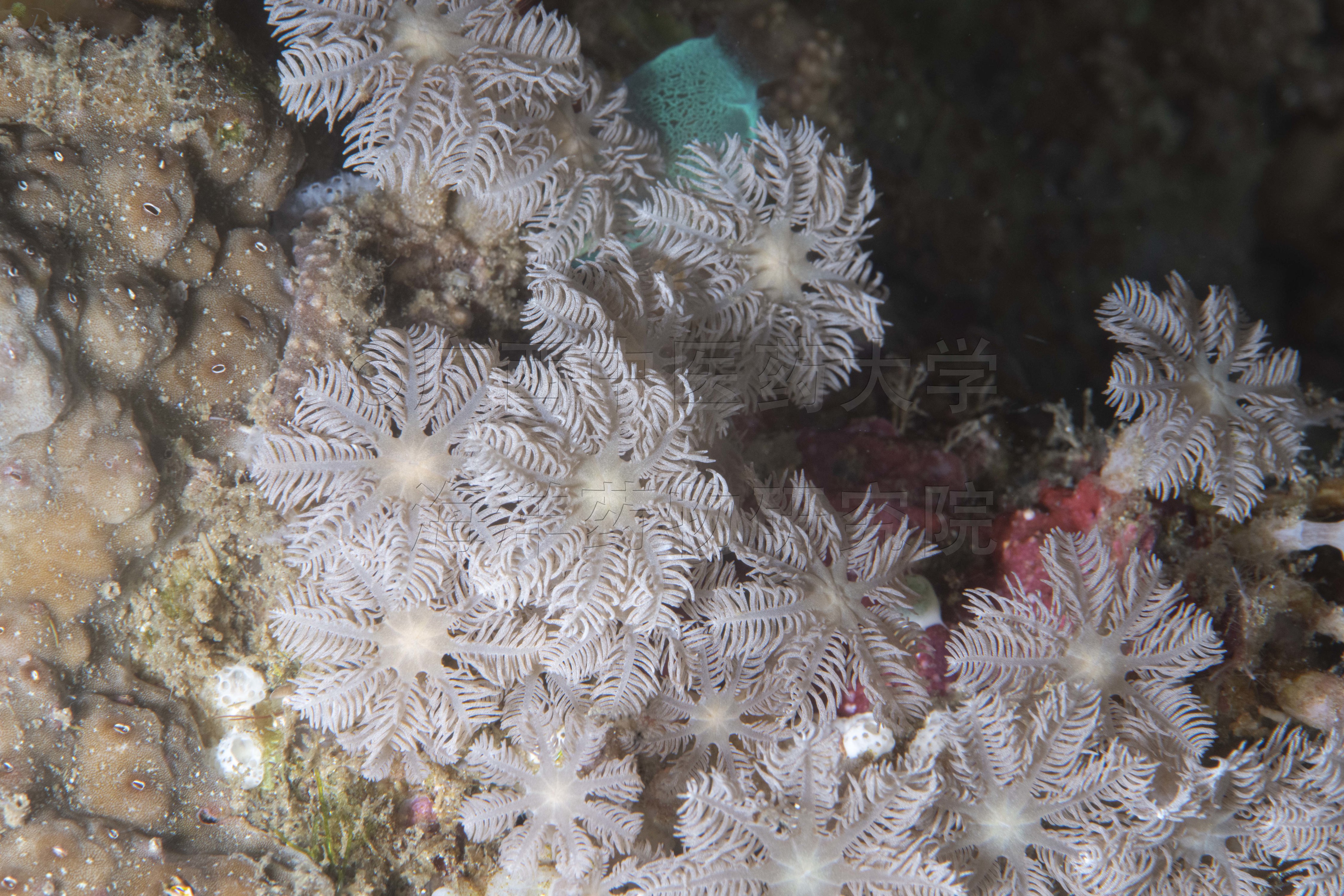 Clavularia koellikeri (Dean, 1927)