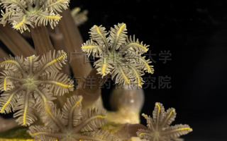 绿羽珊瑚Clavularia viridis Quoy & Gaimard, 1833