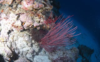 角叶鞭柳珊瑚Ellisella ceratophyta (Linnaeus, 1758)