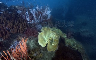 青灰肉芝软珊瑚Sarcophyton cinereum Tixier-Durivault, 1946