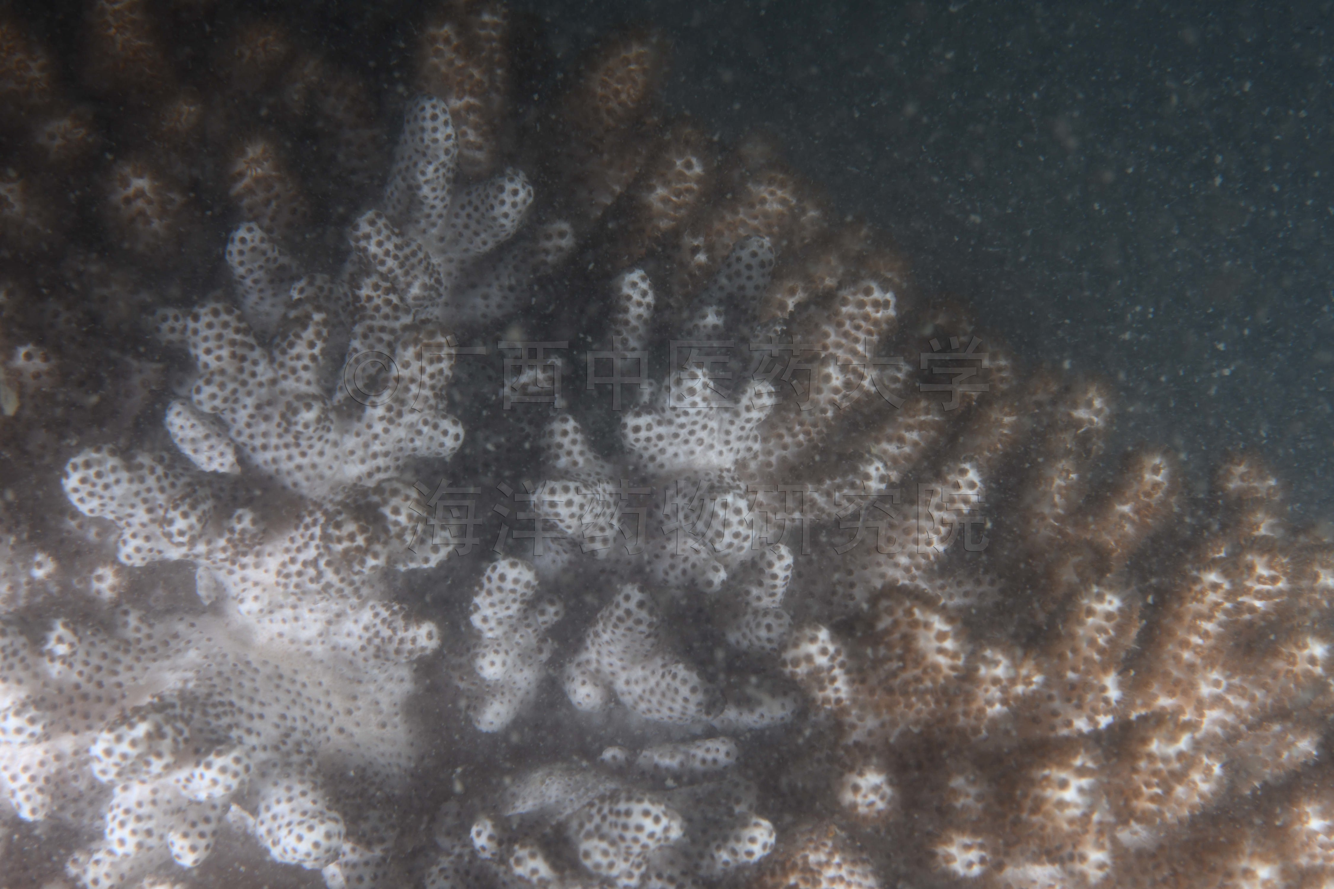 Sclerophytum minimum (Verseveldt, 1971)
