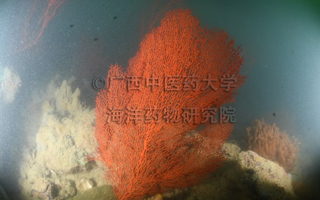 伞形疣柳珊瑚Verrucella umbracula (Ellis & Solander, 1786)