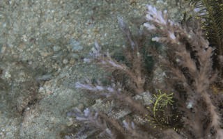 刺鹿角珊瑚Acropora carduus (Dana, 1846)