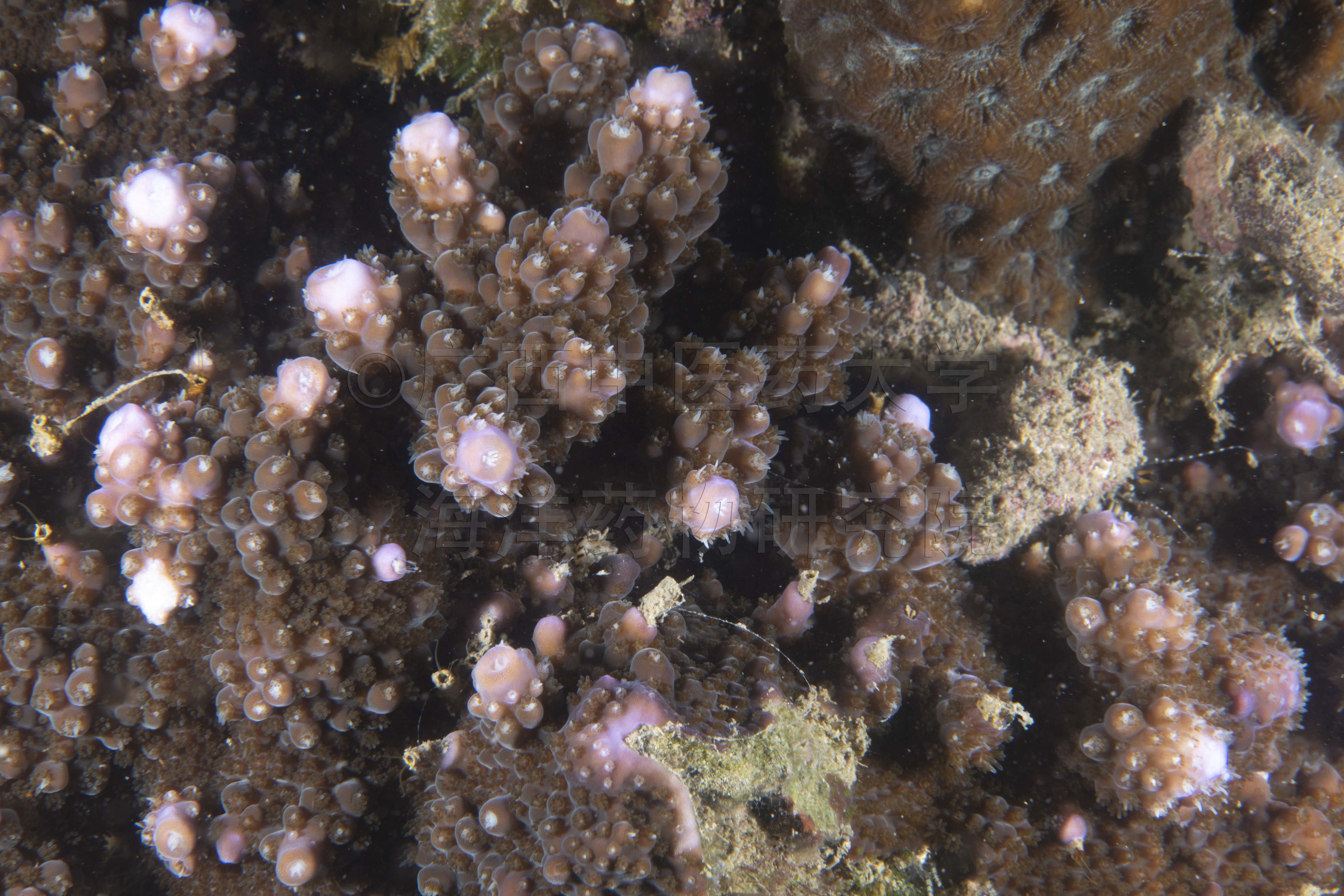 Acropora pruinosa (Brook, 1893)
