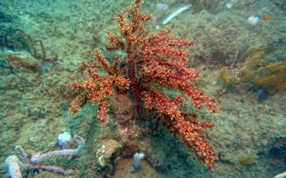 红星柳珊瑚Astrogorgia rubra (Thomson, 1905)