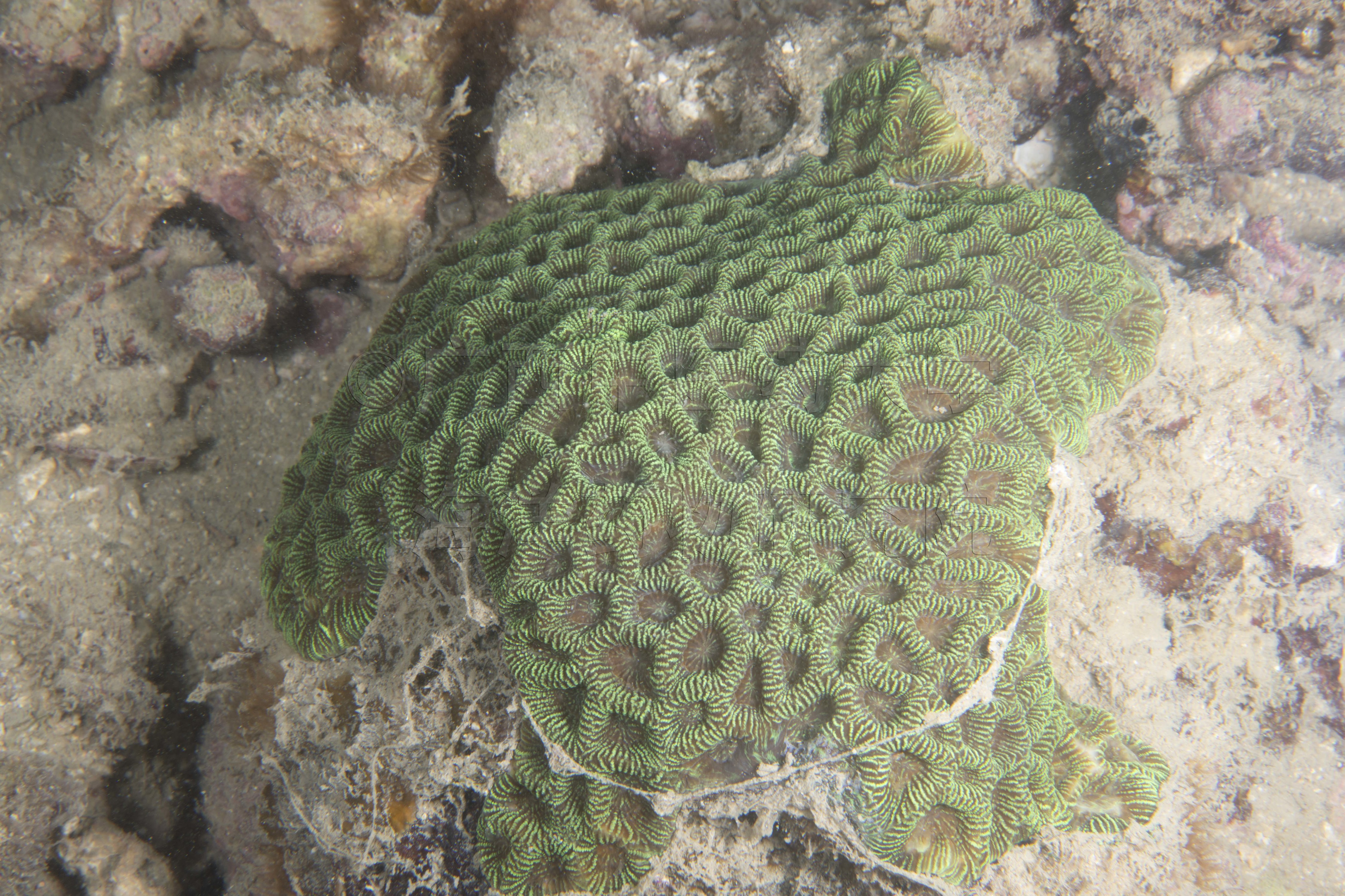 Coelastrea aspera (Verrill, 1866)
