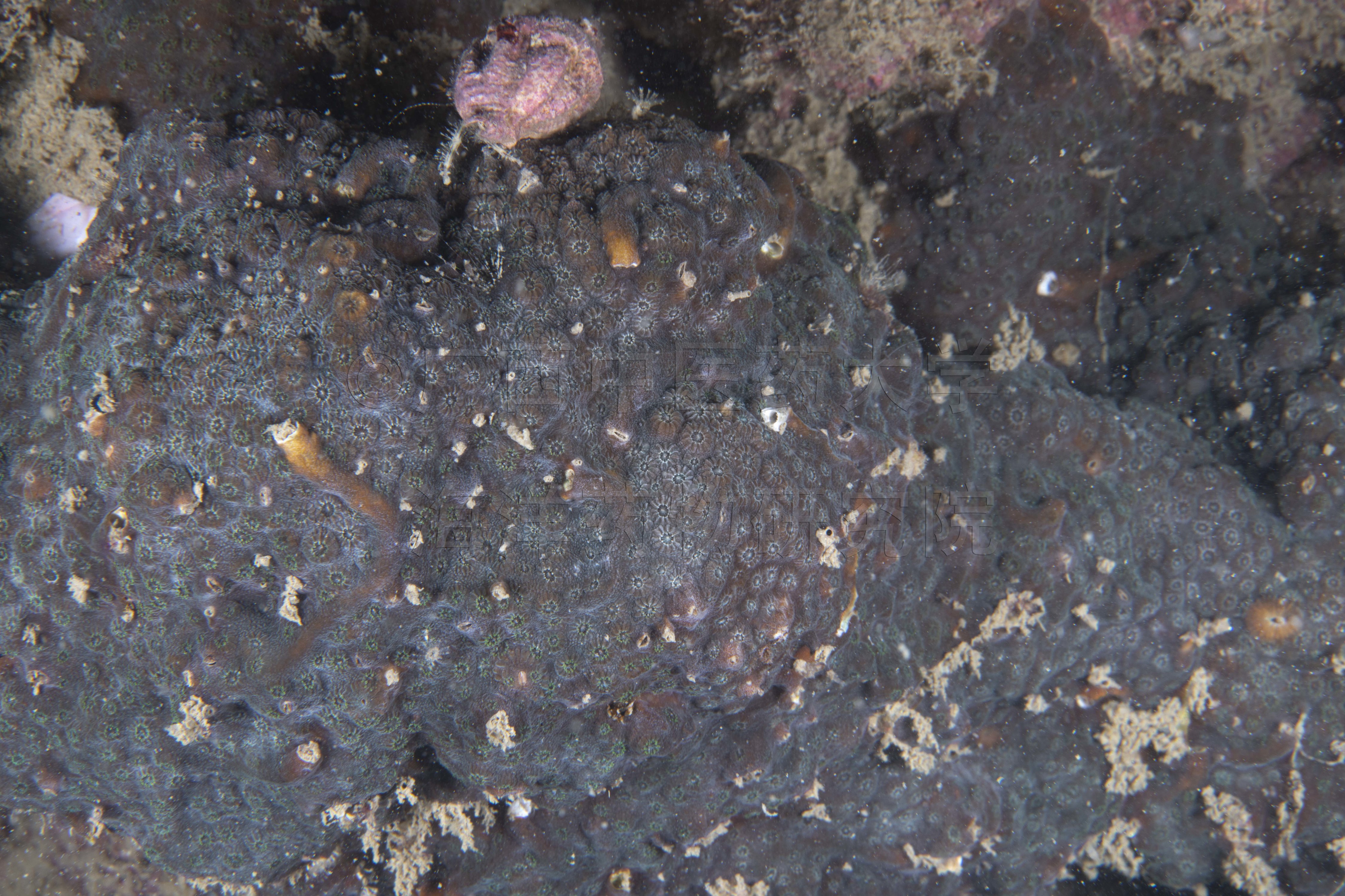 Cyphastrea serailia (Forskål, 1775)