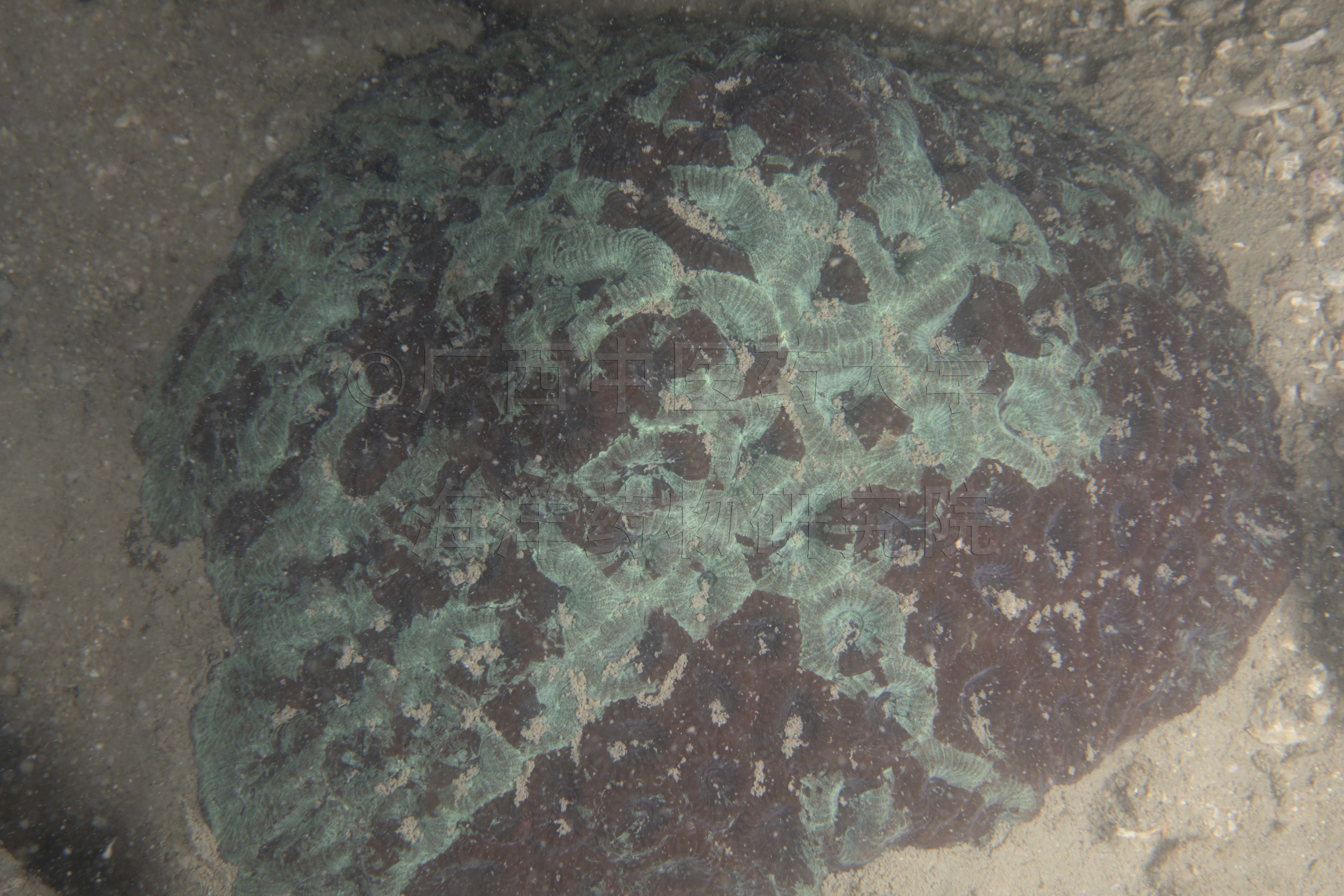 Dipsastraea rosaria (Veron, 2000)
