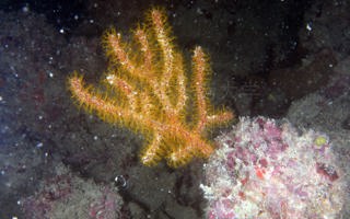 猩红刺尖柳珊瑚Echinomuricea coccinea (Stimpson, 1855)