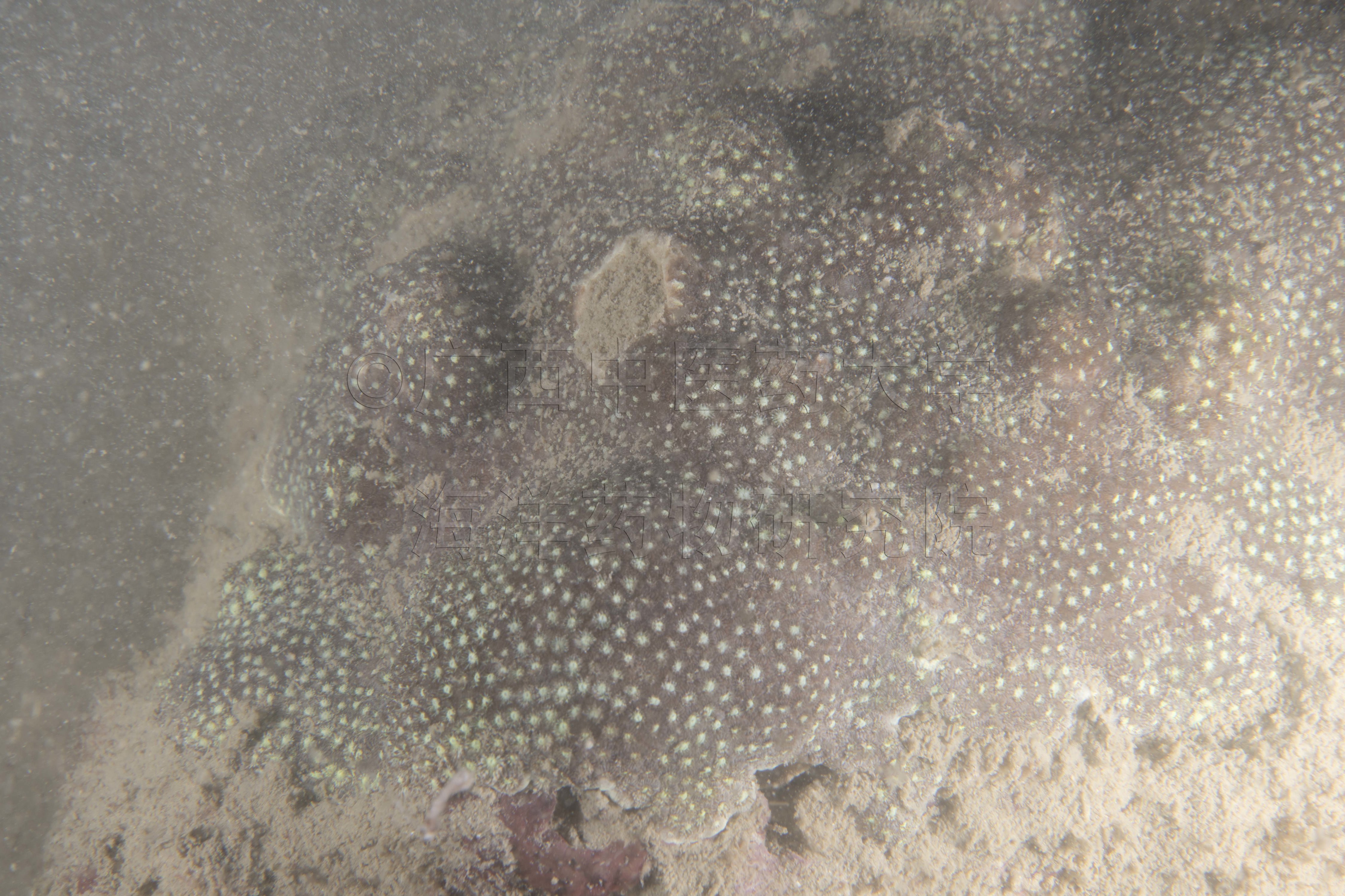 Leptastrea transversa Klunzinger, 1879