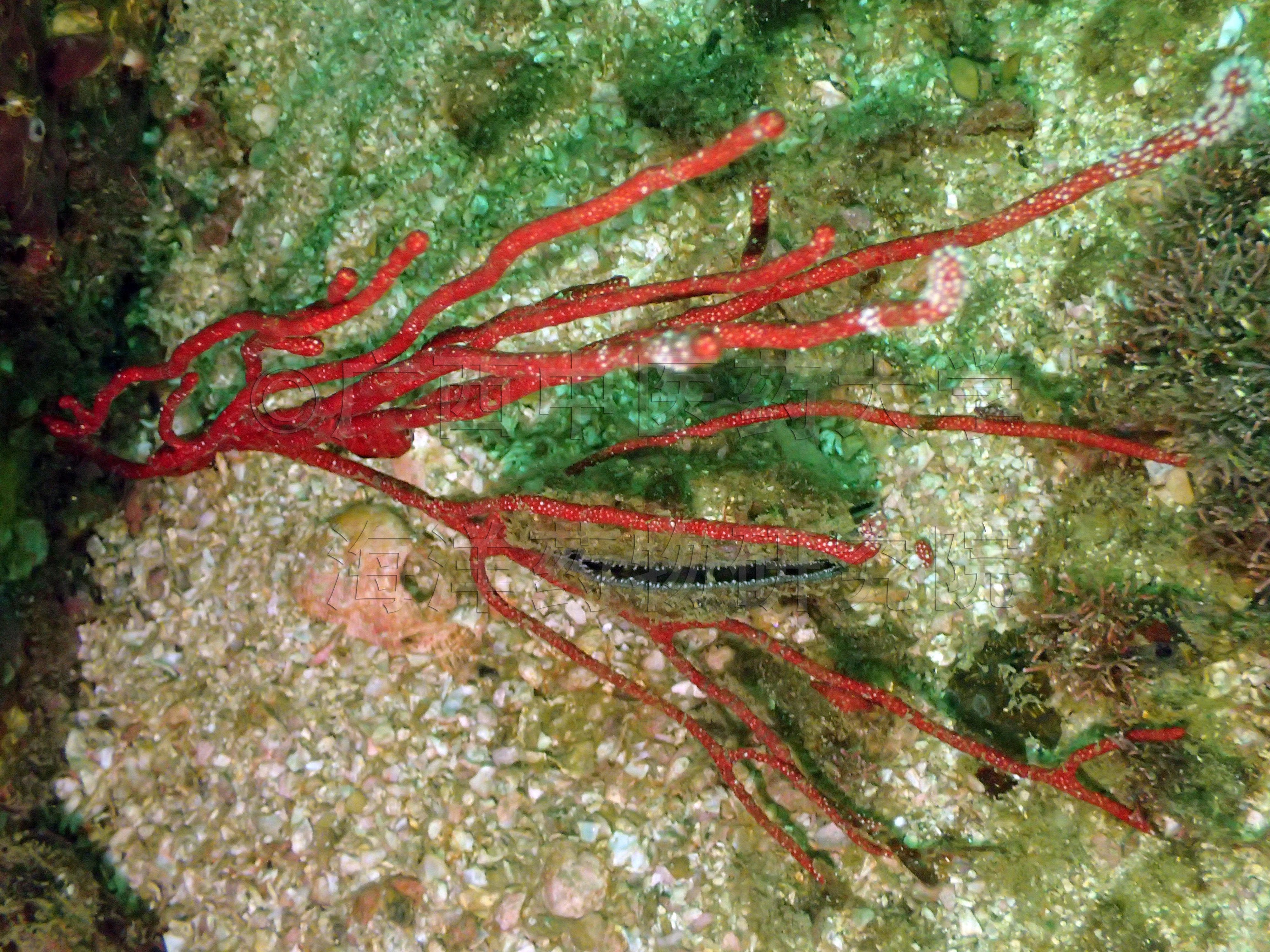 Paraplexaura pulchra (Nutting, 1910)