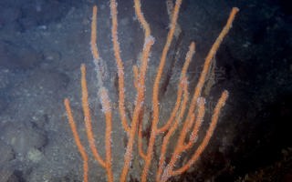 花小月柳珊瑚Menella flora (Nutting, 1910)